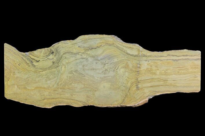 Polished Stromatolite (Kussiella) Slab - Canada #129149